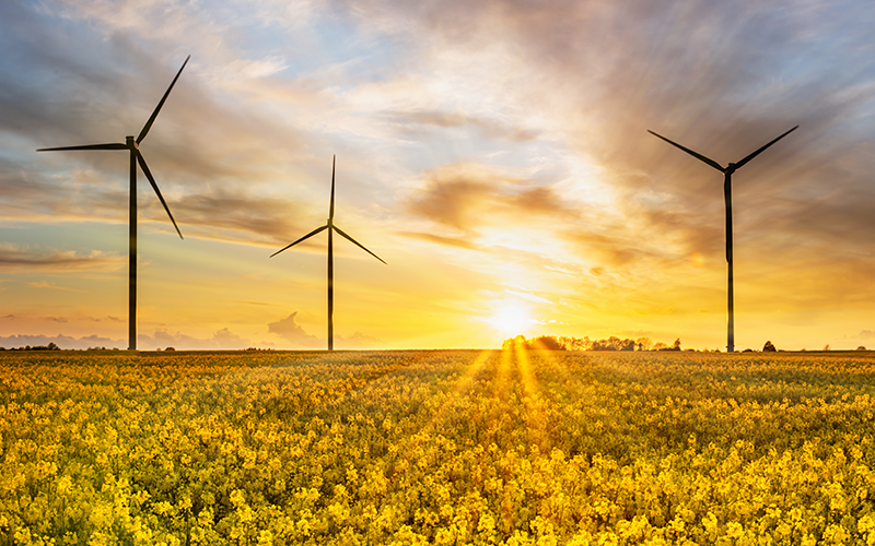 Panoramabild einer Landschaft mit mehreren modernen Windkraftanlagen bei Sonnenuntergang. Im Vordergrund Raps, im Hintergrund orangefarbener Himmel. 