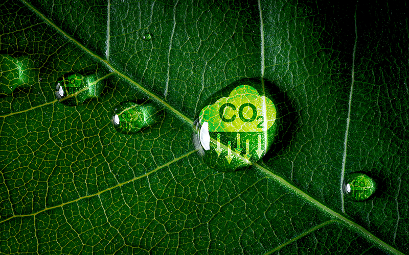 Nahaufnahme eines Blattes, man sieht die Blattadern. Auf dem Blatt befinden sich Wassertropfen mit einem CO2-Symbol