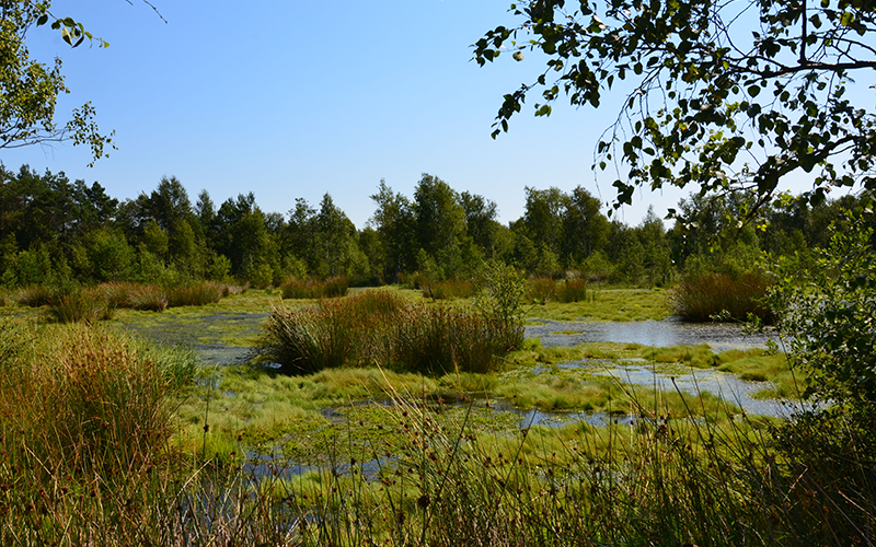 Moorlandschaft