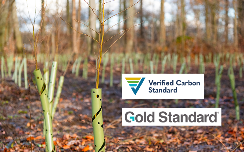 Gebiet im Wald mit kleinen Baum-Setzlingen.