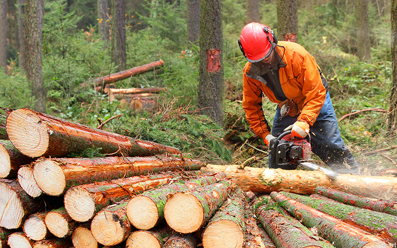 Forstarbeiter arbeitet im Wald.