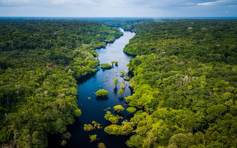 Blick von oben auf den Regenwald