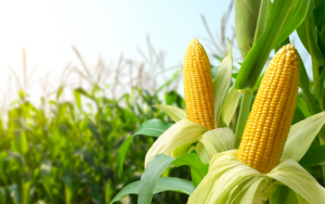 Detailaufnahme Maiskolben und im Hintergrund Maisfeld