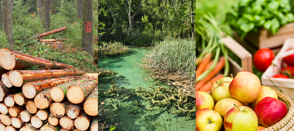 Darstellung von Rohstoffarten: Holz, Algen, Lebensmittel