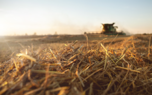 Mähdrescher arbeitet auf Feld mit Stroh