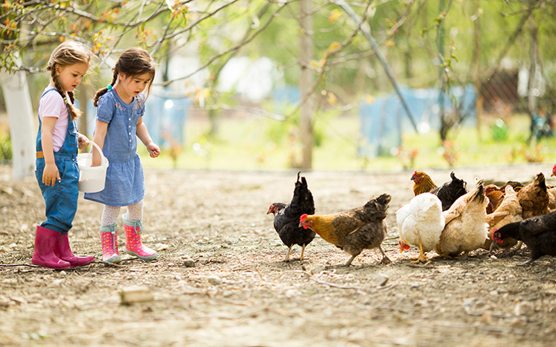 Zwei Mädchen mit Gummistiefeln stehen auf einem Hof und füttern eine Gruppe Hühner.